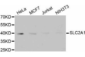 Western blot analysis of extracts of various cell lines, using SLC2A1 antibody (ABIN5997113). (GLUT1 抗体)