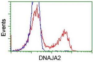 Image no. 7 for anti-DnaJ (Hsp40) Homolog, Subfamily A, Member 2 (DNAJA2) antibody (ABIN1497860) (DNAJA2 抗体)