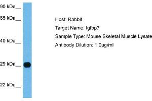 Host:  Mouse  Target Name:  IGFBP7  Sample Tissue:  Mouse Skeletal Muscle  Antibody Dilution:  1ug/ml (IGFBP7 抗体  (C-Term))