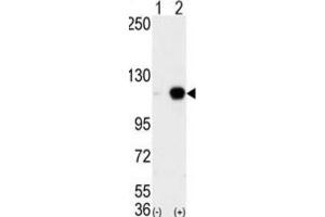 Western Blotting (WB) image for anti-Lysine (K)-Specific Demethylase 1A (KDM1A) antibody (ABIN2996581) (LSD1 抗体)
