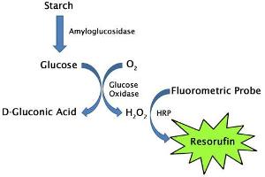 Starch Assay Principle (Starch Assay Kit (Fluorometric))