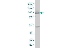 MCM3 monoclonal antibody (M01A), clone 4F7 Western Blot analysis of MCM3 expression in COLO 320 HSR . (MCM3 抗体  (AA 699-808))