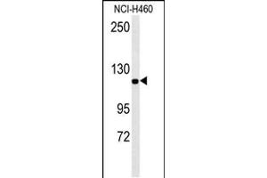 IPO7 Antibody (N-term) (ABIN651626 and ABIN2840333) western blot analysis in NCI- cell line lysates (35 μg/lane). (IPO7 抗体  (N-Term))
