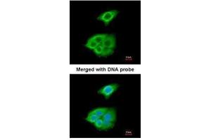 ICC/IF Image Immunofluorescence analysis of paraformaldehyde-fixed A549, using Pancreatic Lipase , antibody at 1:200 dilution. (PNLIP 抗体)