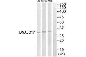 Western blot analysis of extracts from Jurkat cells, HepG2 cells and K562 cells, using DNAJC17 antibody. (DNAJC17 抗体  (N-Term))