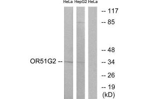 Western Blotting (WB) image for anti-Olfactory Receptor, Family 51, Subfamily G, Member 2 (OR51G2) (Internal Region) antibody (ABIN1853128) (OR51G2 抗体  (Internal Region))