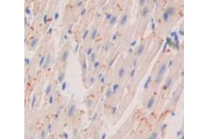 Used in DAB staining on fromalin fixed paraffin- embedded Kidney tissue (Corin 抗体  (AA 807-1038))