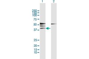 Western Blot analysis of ADRB2 expression in transfected 293T cell line by ADRB2 MaxPab polyclonal antibody. (beta 2 Adrenergic Receptor 抗体  (AA 1-413))
