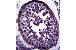 GAGE12H Antibody (N-term) (ABIN657560 and ABIN2846567) immunohistochemistry analysis in formalin fixed and paraffin embedded human testis tissue followed by peroxidase conjugation of the secondary antibody and DAB staining. (G Antigen 12H 抗体  (N-Term))