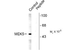 Western blots of rat testes lysate showing specific labeling of the ~49k MEK5 protein (Control). (MAP2K5 抗体  (pSer311, pThr315))