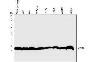 Western blot analysis of Cyclophilin B using anti-Cyclophilin B antibody (ABIN5519055). (PPIB 抗体  (AA 158-216))