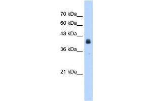 WB Suggested Anti-USAntibody Titration:  2. (USP16 抗体  (N-Term))
