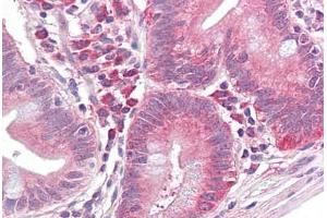 Anti-EIF2S1 antibody IHC staining of human small intestine. (EIF2S1 抗体)