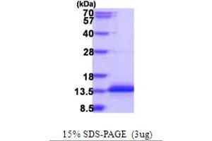 Coiled-Coil Domain Containing 23 (CCDC23) (AA 1-66) protein (His tag)