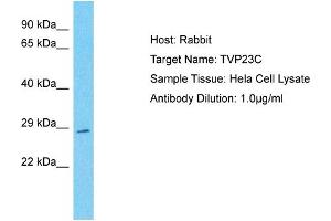 Host: Rabbit Target Name: TVP23C Sample Type: Hela Whole cell lysates Antibody Dilution: 1. (TVP23C/FAM18B2 抗体  (N-Term))