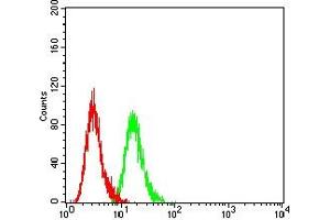 Flow cytometric analysis of Hela cells using PAX2 mouse mAb (green) and negative control (red). (PAX2A 抗体  (AA 194-304))