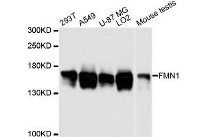 Western blot analysis of extracts of various cell lines, using FMN1 antibody. (FMN1 抗体)
