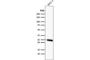 Western Blot Analysis of MCF-7 cell lysate using Bcl-2 Mouse Monoclonal Antibody (BCL2/782). (Bcl-2 抗体)