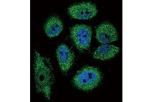 Confocal immunofluorescent analysis of RNASE3 Antibody with NCI-H460 cell followed by Alexa Fluor 488-conjugated goat anti-rabbit lgG (green). (RNASE3 抗体  (C-Term))