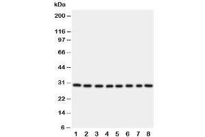 Western blot testing of TFAM (TFAM 抗体  (C-Term))