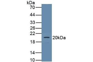 Detection of Recombinant PCX, Rat using Polyclonal Antibody to Podocalyxin (PODXL) (PODXL 抗体  (AA 408-485))