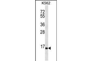 Western blot analysis in K562 cell line lysates (35ug/lane). (SPINK8 抗体  (C-Term))