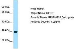 Image no. 1 for anti-Orofacial Cleft 1 Candidate 1 (OFCC1) (AA 144-193) antibody (ABIN6750062)