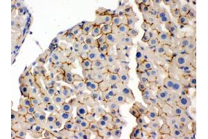Anti- OPA1 Picoband antibody, IHC(P) IHC(P): Mouse Liver Tissue