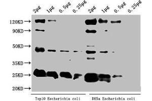 Western Blot Positive WB detected in: Top10 Escherichia coli lysate, DH5α Escherichia coli lysate All lanes: alaA antibody at 1:2000 Secondary Goat polyclonal to rabbit IgG at 1/50000 dilution Predicted band size: 46 kDa Observed band size: 46 kDa (ALAA (AA 1-405) 抗体)