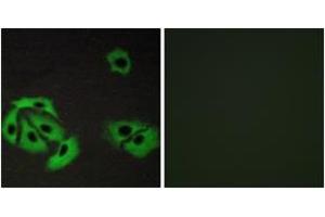 Immunofluorescence analysis of A549 cells, using BAX Antibody. (BAX 抗体  (AA 80-129))