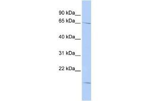 WB Suggested Anti-RANBP3 Antibody Titration: 0. (RanBP3 抗体  (N-Term))