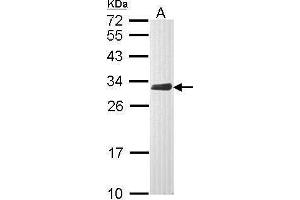 WB Image Sample (30 ug of whole cell lysate) A: Raji 12% SDS PAGE antibody diluted at 1:1000 (CLIC4 抗体)
