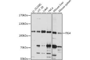 Western blot analysis of extracts of various cell lines, using FIG4 Rabbit pAb (ABIN7267203) at 1:1000 dilution. (FIG4 抗体  (AA 608-907))