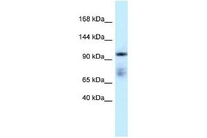 Western Blotting (WB) image for anti-Microtubule Associated Monoxygenase, Calponin and LIM Domain Containing 1 (MICAL1) (C-Term) antibody (ABIN926821)