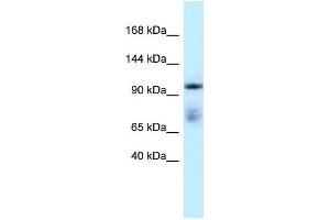 Western Blot showing MICAL1 antibody used at a concentration of 1 ug/ml against Placenta Lysate (MICAL1 抗体  (C-Term))
