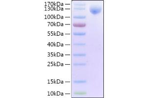 SDS-PAGE (SDS) image for SARS-CoV-2 Spike S1 (Active) protein (His-Avi Tag) (ABIN6952735)
