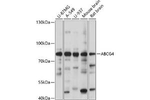 Western blot analysis of extracts of various cell lines, using  antibody (ABIN7265746) at 1:1000 dilution. (ABCG4 抗体  (AA 270-370))