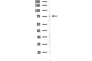 anti-Coiled-Coil Domain Containing 99 (CCDC99) (C-Term) antibody