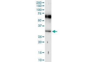 Immunoprecipitation of HOXB1 transfected lysate using anti-HOXB1 MaxPab rabbit polyclonal antibody and Protein A Magnetic Bead , and immunoblotted with HOXB1 MaxPab mouse polyclonal antibody (B01) . (HOXB1 抗体  (AA 1-235))