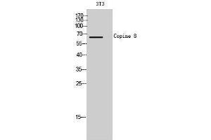 Western Blotting (WB) image for anti-Copine VIII (CPNE8) (N-Term) antibody (ABIN3174517) (CPNE8 抗体  (N-Term))