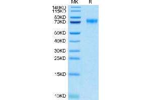 Biotinylated Human Siglec-9 on Tris-Bis PAGE under reduced condition. (SIGLEC9 Protein (AA 18-348) (His-Avi Tag,Biotin))