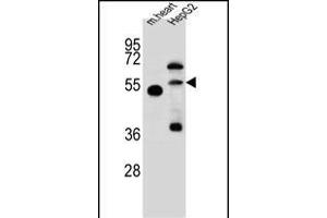 NOSTRIN Antibody (Center) (ABIN657754 and ABIN2846736) western blot analysis in mouse heart tissue and HepG2 cell line lysates (35 μg/lane). (NOSTRIN 抗体  (AA 296-325))