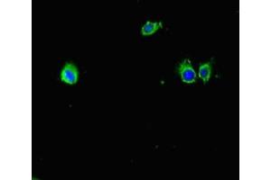 Immunofluorescent analysis of Hela cells using ABIN7177441 at dilution of 1:100 and Alexa Fluor 488-congugated AffiniPure Goat Anti-Rabbit IgG(H+L) (Mup6 抗体  (AA 19-180))