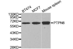 Western blot analysis of extracts of various cell lines, using PTPN6 antibody. (SHP1 抗体  (AA 100-400))