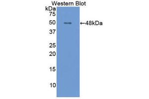 Western Blotting (WB) image for anti-Apolipoprotein E (APOE) (AA 14-167) antibody (ABIN1077825) (APOE 抗体  (AA 14-167))