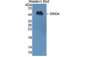 Western blot analysis of the recombinant protein. (Nucleobindin 1 抗体  (AA 26-413))