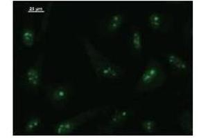 Immunostaining analysis in HeLa cells. (BRF1 抗体)