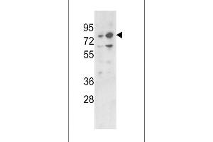 Western blot analysis of PLZF Antibody (C-term) (ABIN390611 and ABIN2840923) in 293, K562 cell line lysates (35 μg/lane). (ZBTB16 抗体  (C-Term))