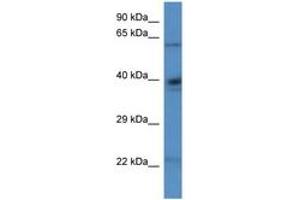 Image no. 1 for anti-Aldehyde Dehydrogenase 4 Family, Member A1 (ALDH4A1) (N-Term) antibody (ABIN6746262) (ALDH4A1 抗体  (N-Term))