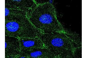 Immunofluorescence (Cultured Cells) (IF (cc)) image for anti-Actin, beta (ACTB) (AA 1-50) antibody (ABIN724340)